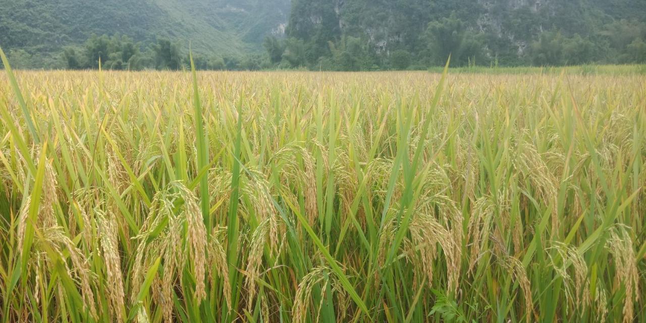 Yen Nhi Homestay Ban Gioc Cao Bang Zewnętrze zdjęcie